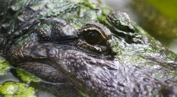 Crocodile at Thrigby