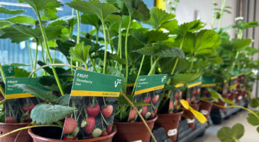 Strawberry plants